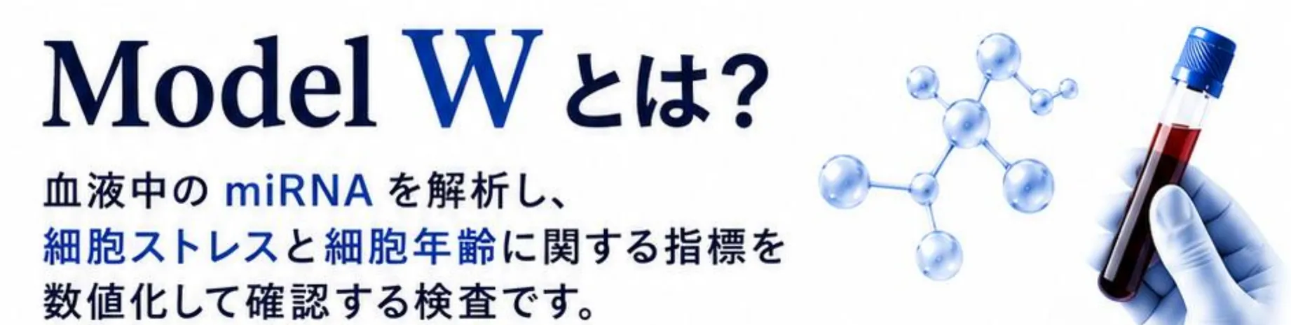Model Wとは? 血液中のmiRNAを解析し、細胞ストレスと細胞年齢に関する指標を数値化して確認する検査です。