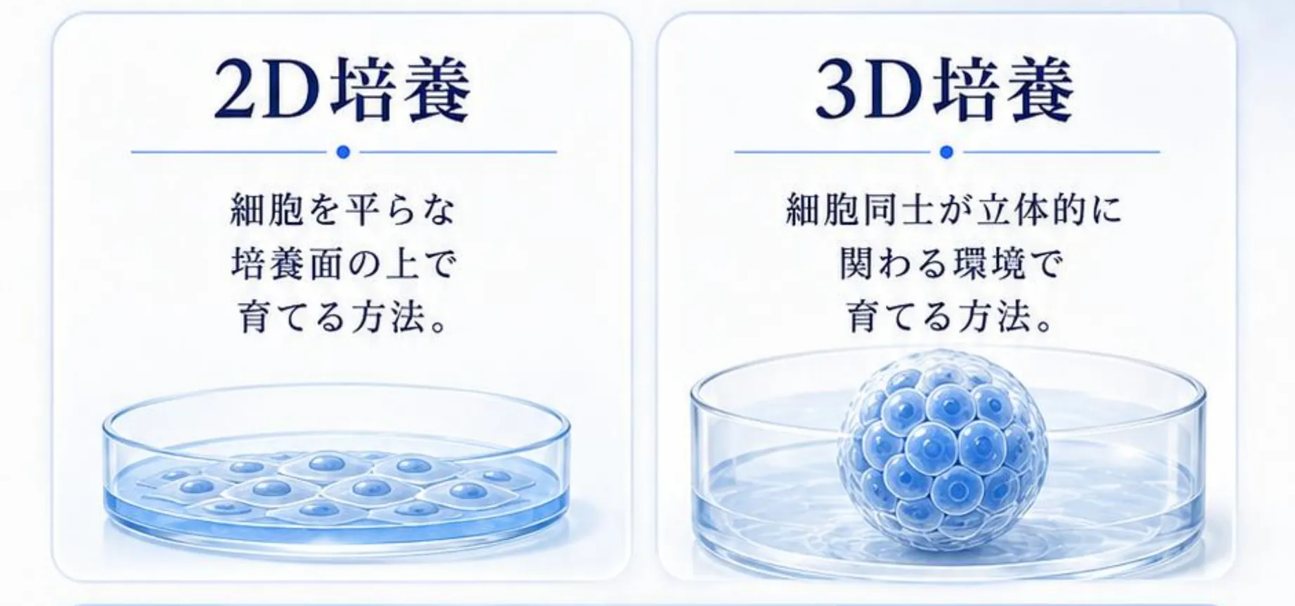 2D培養(細胞を平らな培養面の上で育てる方法)と3D培養(細胞同士が立体的に関わる環境で育てる方法)の比較図