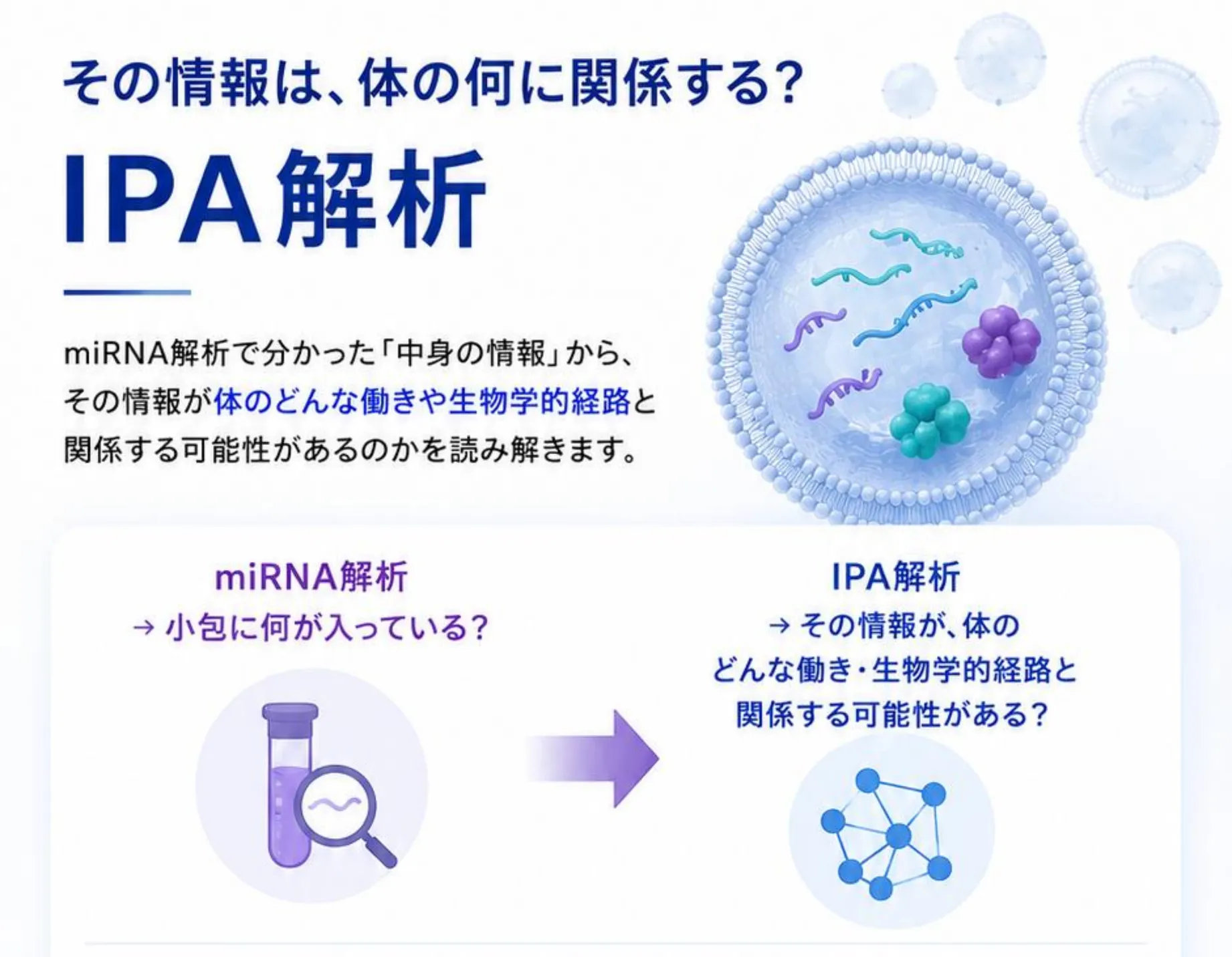 その情報は、体の何に関係する? IPA解析。miRNA解析で分かった『中身の情報』から、その情報が体のどんな働きや生物学的経路と関係する可能性があるのかを読み解きます。