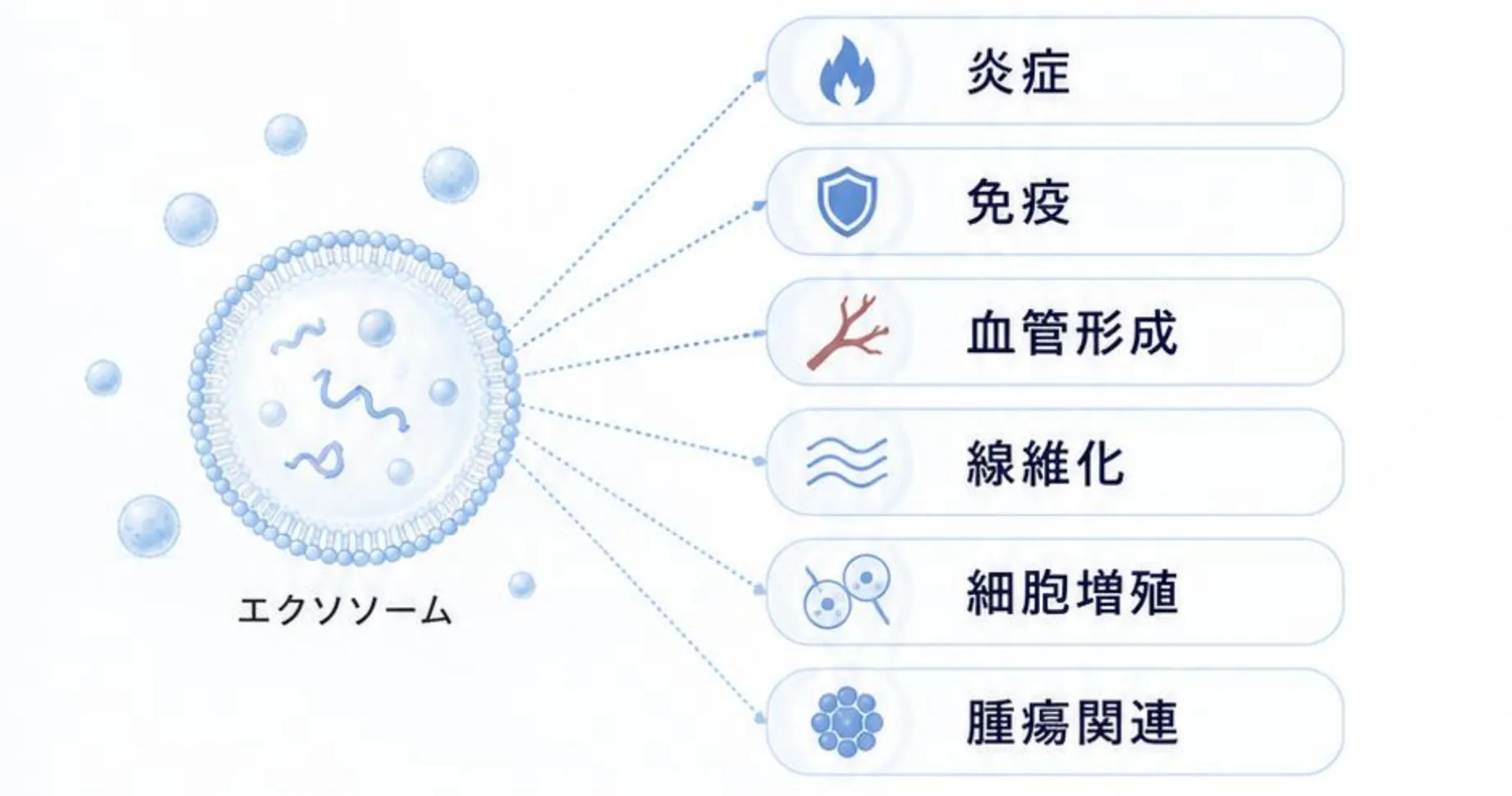 エクソソームに含まれるmiRNAが関係する可能性のある働き。炎症、免疫、血管形成、線維化、細胞増殖、腫瘍関連